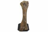 34" Hadrosaur (Edmontosaurus) Tibia With Metal Stand - Wyoming - #129428-1